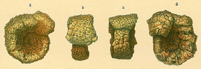 Evolutinella rotulata