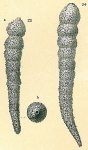 Hormosina bacillaris