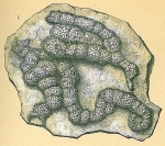Placopsilina bradyi