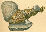 Reophax bradyi