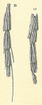 Reophax spiculifer