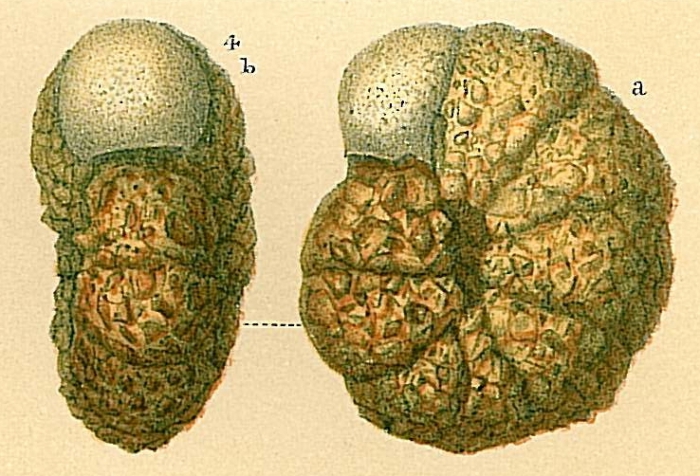 Veleroninoides crassimargo