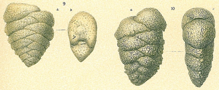 Textularia pseudogramen