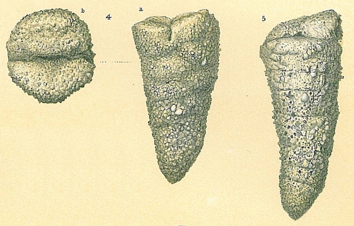 Dorothia pseudoturris