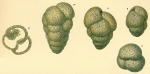 Verneuilinulla propinqua