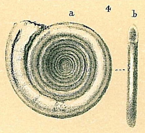 Cornuspira carinata