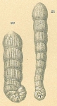 Spirolina cylindracea