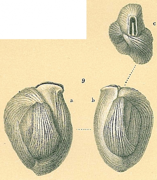 Adelosina bicornis Adelosina bicornis