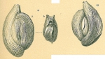 Adelosina intricata