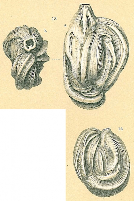 Quinqueloculina (Adelosina) ciryi Mangin, 1960 = Adelosina pulchella sensu Brady (1884) pro parte