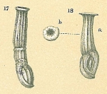 Articularia sagra