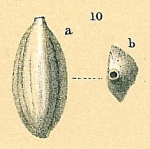 Massilina amygdaloides