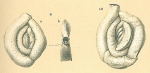 Massilina carinata