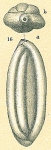 Massilina sp.nov.