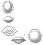 Foraminifera