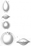 Pyrgo murrhina