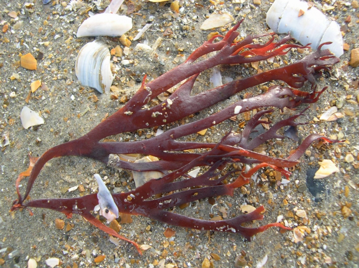 Gracilaria foliifera (Forssk�l) B�rgesen, 1932
