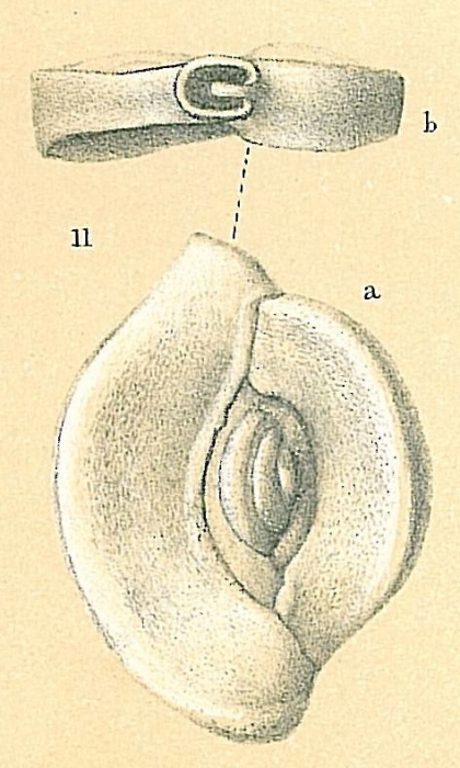 Spiroloculina henbesti