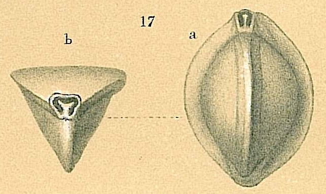 Triloculina tricarinata