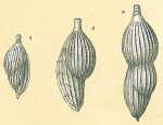 Amphicoryna scalaris