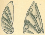 Astacolus crepidulus