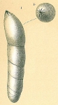 Dentalina advena
