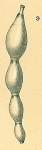 Dentalina inflexa