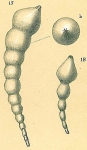 Dentalina sp.nov.