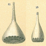 Lagena crenata