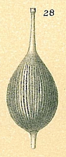 Lagena sp. Lagena sp.