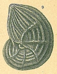 Lenticulina anaglypta