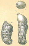 Vaginulinopsis bradyi