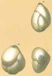 Guttulina communis