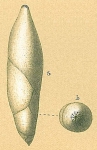 Pyrulina cylindroides