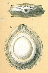 Foraminifera