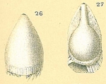 Fissurina fimbriata
