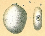 Fissurina sp.nov1.