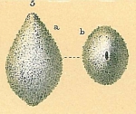 Fissurina sp.nov3.