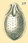 Fissurina sp.nov6.