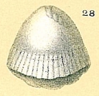 Fissurina sp.nov7.