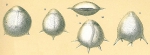 Fissurina staphyllearia