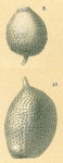 Oolina ampulladistoma