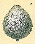 Oolina ampulladistoma