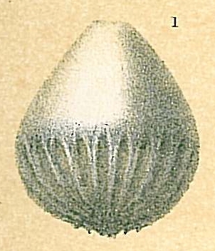 Oolina exsculpta Oolina exsculpta
