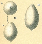 Oolina globosa var.