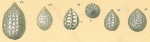 Oolina squamosa