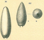 Oolina truncata