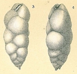 Bulimina elongata