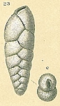 Brizalina sp.nov.