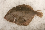 Scophthalmus rhombus (Linnaeus, 1758) Scophthalmus rhombus (Linnaeus, 1758)